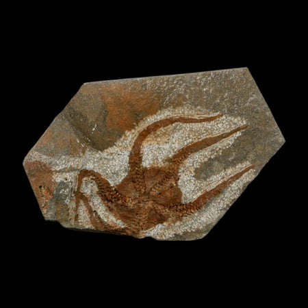 2.3" Brittlestar Ophiura Sp Starfish Fossil Ordovician Age Morocco COA