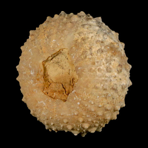 37MM Detailed Fossil Tetragramma Marticense Sea Urchin Echinoid Cretaceous