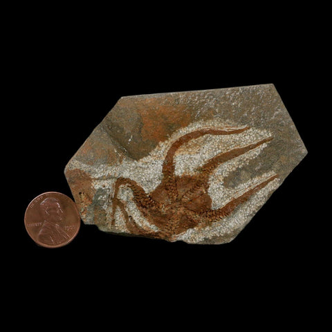 2.3" Brittlestar Ophiura Sp Starfish Fossil Ordovician Age Morocco COA - Fossil Age Minerals