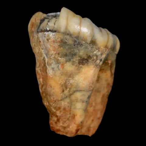 1.1" Extinct Cave Bear Ursus Spelaeus Pre-Molar Tooth Rooted Pleistocene Age COA - Fossil Age Minerals