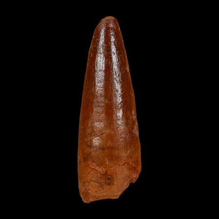 1.8" Spinosaurus Fossil Tooth 100 Million Years Old Cretaceous Dinosaur COA Stand