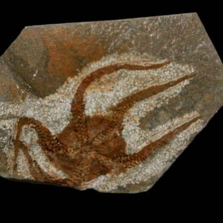 2.3" Brittlestar Ophiura Sp Starfish Fossil Ordovician Age Morocco COA