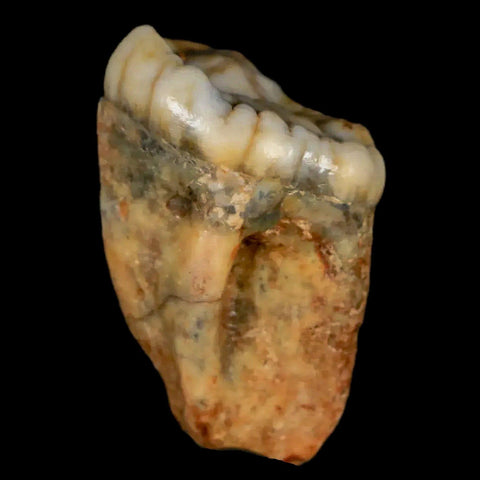 1.1" Extinct Cave Bear Ursus Spelaeus Pre-Molar Tooth Rooted Pleistocene Age COA - Fossil Age Minerals