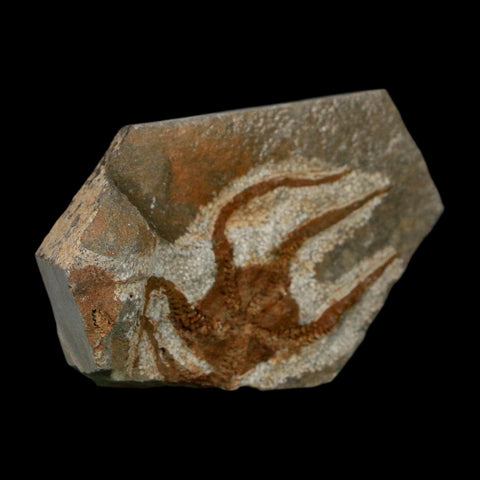 2.3" Brittlestar Ophiura Sp Starfish Fossil Ordovician Age Morocco COA - Fossil Age Minerals