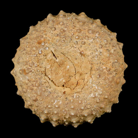 34MM Detailed Fossil Tetragramma Marticense Sea Urchin Echinoid Cretaceous
