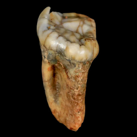 1.1" Extinct Cave Bear Ursus Spelaeus Pre-Molar Tooth Rooted Pleistocene Age COA - Fossil Age Minerals