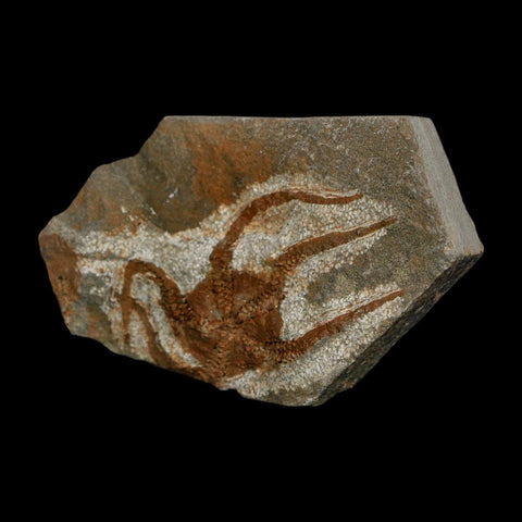 2.3" Brittlestar Ophiura Sp Starfish Fossil Ordovician Age Morocco COA - Fossil Age Minerals