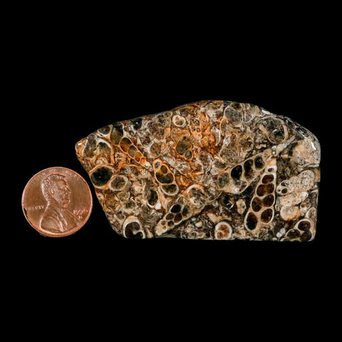 2.5" Polished Cut Slab Of Fossil Turritella Shells Eocene Age Wyoming Gastropod Shells - Fossil Age Minerals