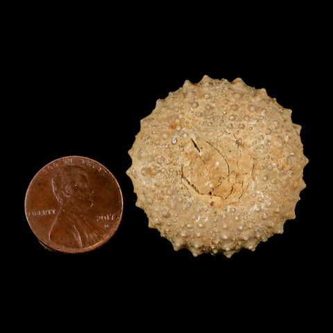 34MM Detailed Fossil Tetragramma Marticense Sea Urchin Echinoid Cretaceous