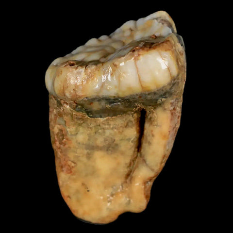 1.1" Extinct Cave Bear Ursus Spelaeus Pre-Molar Tooth Rooted Pleistocene Age COA - Fossil Age Minerals