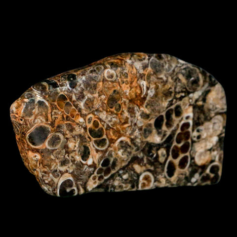 2.5" Polished Cut Slab Of Fossil Turritella Shells Eocene Age Wyoming Gastropod Shells - Fossil Age Minerals