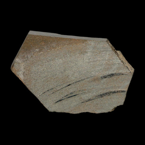 2.3" Brittlestar Ophiura Sp Starfish Fossil Ordovician Age Morocco COA - Fossil Age Minerals