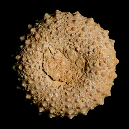 34MM Detailed Fossil Tetragramma Marticense Sea Urchin Echinoid Cretaceous