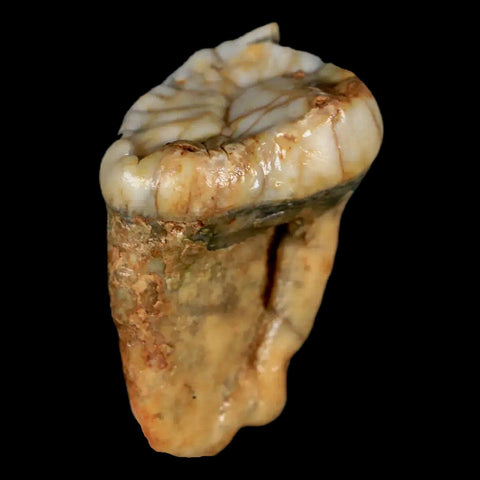 1.1" Extinct Cave Bear Ursus Spelaeus Pre-Molar Tooth Rooted Pleistocene Age COA - Fossil Age Minerals