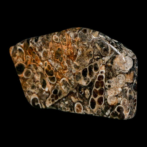 2.5" Polished Cut Slab Of Fossil Turritella Shells Eocene Age Wyoming Gastropod Shells - Fossil Age Minerals