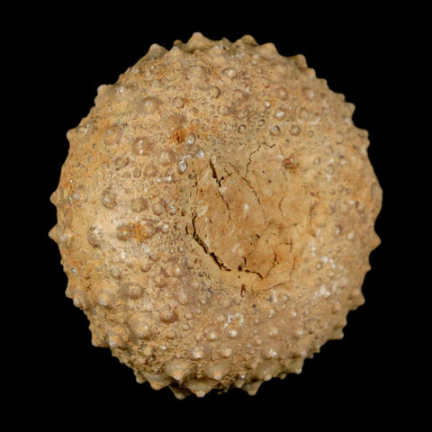 34MM Detailed Fossil Tetragramma Marticense Sea Urchin Echinoid Cretaceous