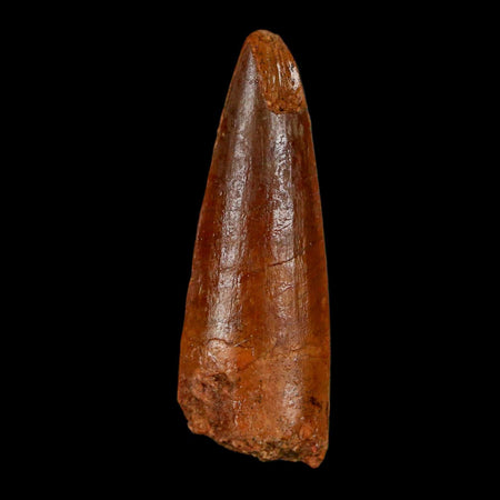 1.8" Spinosaurus Fossil Tooth 100 Million Years Old Cretaceous Dinosaur COA Stand