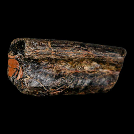 1.9" Mosasaur Fossil Rib Section Cretaceous Dinosaur Era Texas Ozan FM COA