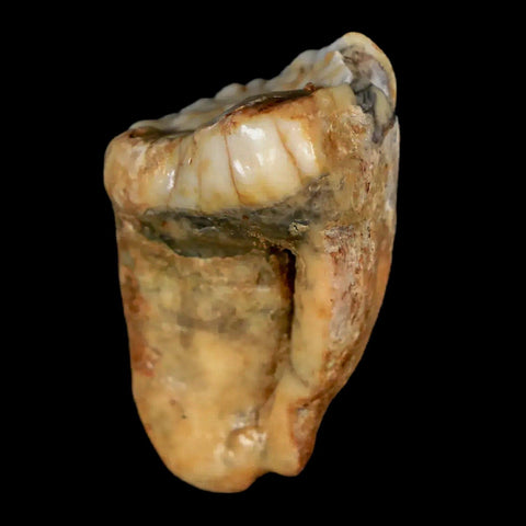 1.1" Extinct Cave Bear Ursus Spelaeus Pre-Molar Tooth Rooted Pleistocene Age COA - Fossil Age Minerals