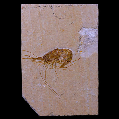 2" Fossil Shrimp Carpopenaeus Cretaceous Age 100 Mil Yrs Old Lebanon COA - Fossil Age Minerals