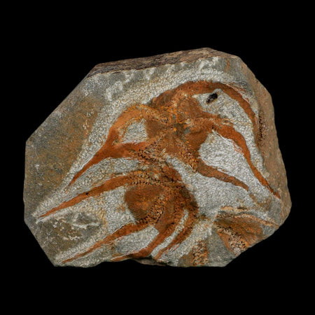2 Two  Brittlestar Ophiura Sp Starfish Fossil Ordovician Age Morocco COA