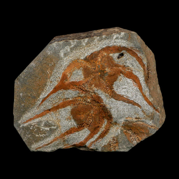 2 Two  Brittlestar Ophiura Sp Starfish Fossil Ordovician Age Morocco COA