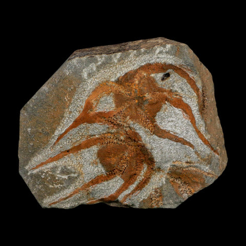 2 Two Brittlestar Ophiura Sp Starfish Fossil Ordovician Age Morocco COA - Fossil Age Minerals