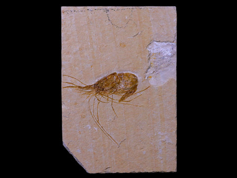 2" Fossil Shrimp Carpopenaeus Cretaceous Age 100 Mil Yrs Old Lebanon COA - Fossil Age Minerals