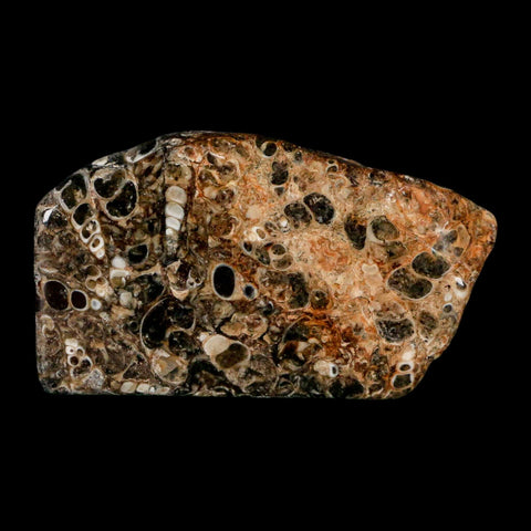 2.5" Polished Cut Slab Of Fossil Turritella Shells Eocene Age Wyoming Gastropod Shells - Fossil Age Minerals