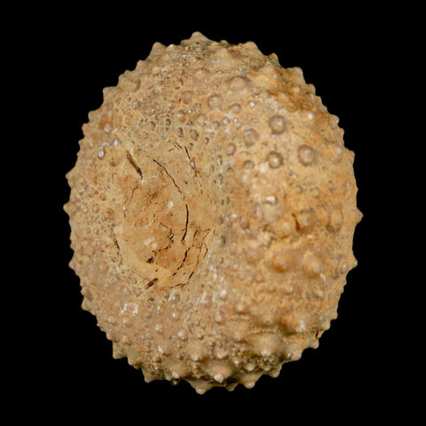 34MM Detailed Fossil Tetragramma Marticense Sea Urchin Echinoid Cretaceous