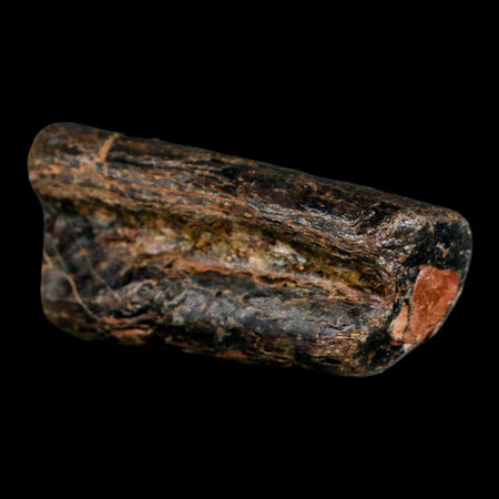 1.9" Mosasaur Fossil Rib Section Cretaceous Dinosaur Era Texas Ozan FM COA