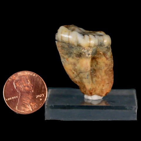 1.1" Extinct Cave Bear Ursus Spelaeus Pre-Molar Tooth Rooted Pleistocene Age COA - Fossil Age Minerals