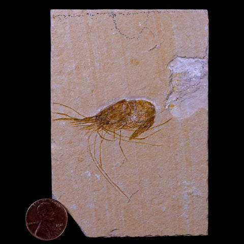 2" Fossil Shrimp Carpopenaeus Cretaceous Age 100 Mil Yrs Old Lebanon COA - Fossil Age Minerals