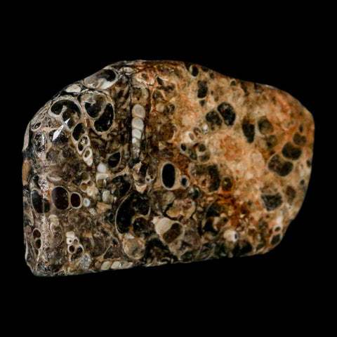 2.5" Polished Cut Slab Of Fossil Turritella Shells Eocene Age Wyoming Gastropod Shells - Fossil Age Minerals