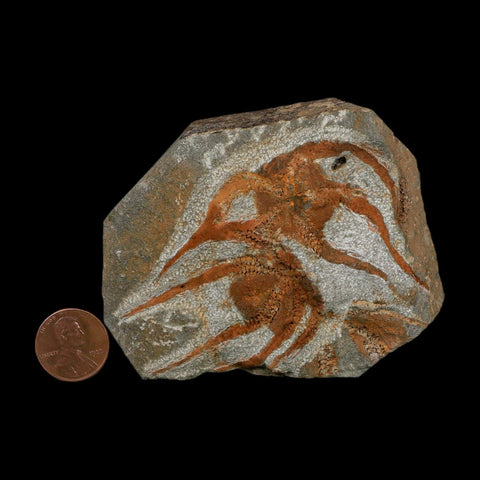 2 Two Brittlestar Ophiura Sp Starfish Fossil Ordovician Age Morocco COA - Fossil Age Minerals