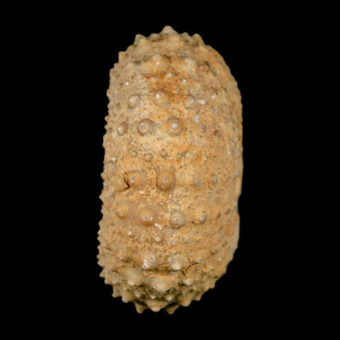 34MM Detailed Fossil Tetragramma Marticense Sea Urchin Echinoid Cretaceous
