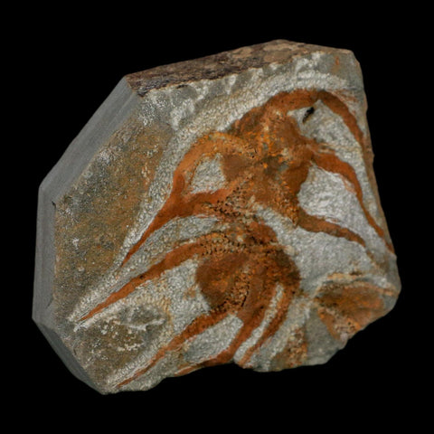 2 Two Brittlestar Ophiura Sp Starfish Fossil Ordovician Age Morocco COA - Fossil Age Minerals