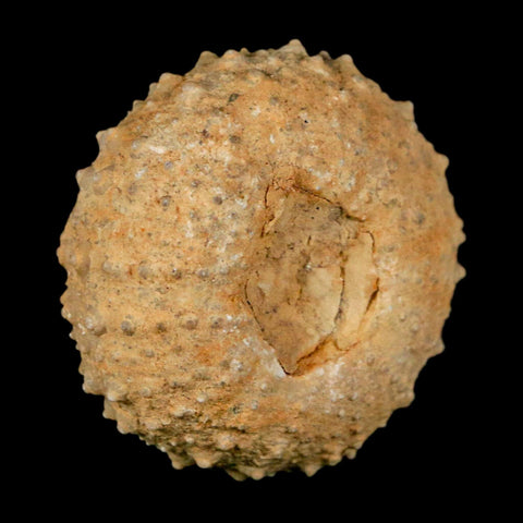 34MM Detailed Fossil Tetragramma Marticense Sea Urchin Echinoid Cretaceous