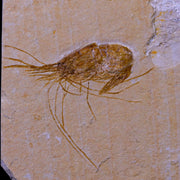 2" Fossil Shrimp Carpopenaeus Cretaceous Age 100 Mil Yrs Old Lebanon COA