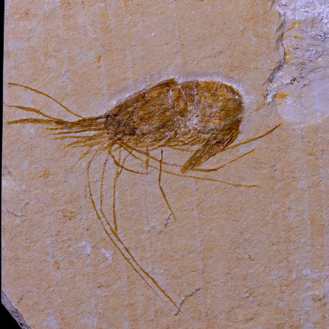 2" Fossil Shrimp Carpopenaeus Cretaceous Age 100 Mil Yrs Old Lebanon COA - Fossil Age Minerals