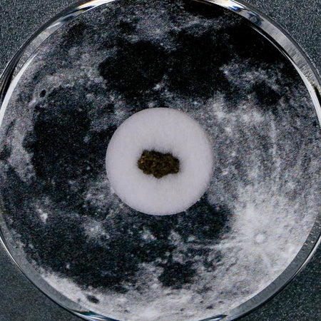 Moon Rock Lunar Meteorite Bechar 003 Algerian Sahara Desert Discovered 2022 COA