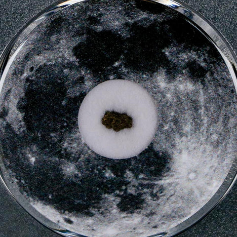 Moon Rock Lunar Meteorite Bechar 003 Algerian Sahara Desert Discovered 2022 COA