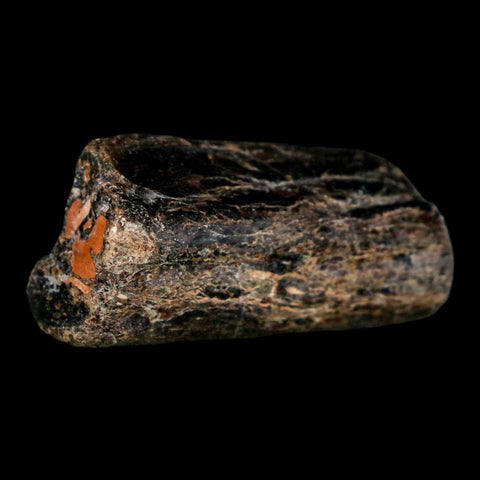 1.9" Mosasaur Fossil Rib Section Cretaceous Dinosaur Era Texas Ozan FM COA - Fossil Age Minerals