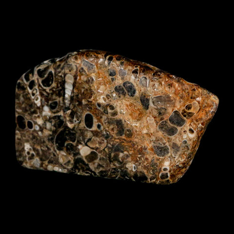 2.5" Polished Cut Slab Of Fossil Turritella Shells Eocene Age Wyoming Gastropod Shells - Fossil Age Minerals