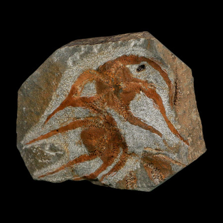 2 Two  Brittlestar Ophiura Sp Starfish Fossil Ordovician Age Morocco COA