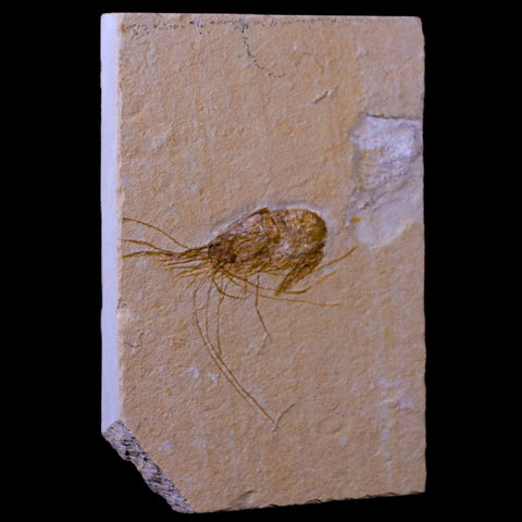 2" Fossil Shrimp Carpopenaeus Cretaceous Age 100 Mil Yrs Old Lebanon COA - Fossil Age Minerals