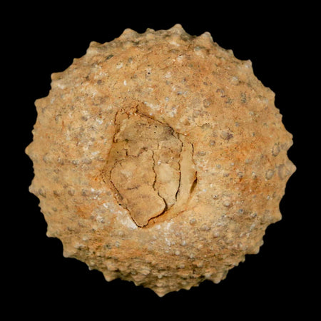 34MM Detailed Fossil Tetragramma Marticense Sea Urchin Echinoid Cretaceous