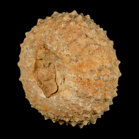 34MM Detailed Fossil Tetragramma Marticense Sea Urchin Echinoid Cretaceous