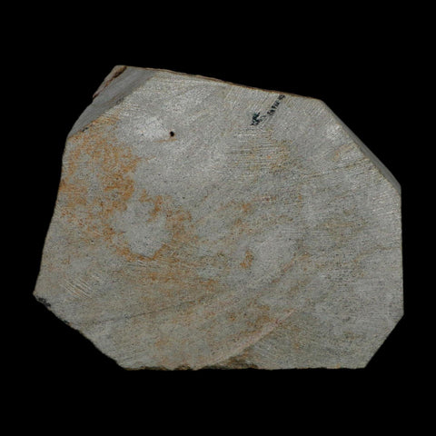 2 Two Brittlestar Ophiura Sp Starfish Fossil Ordovician Age Morocco COA - Fossil Age Minerals