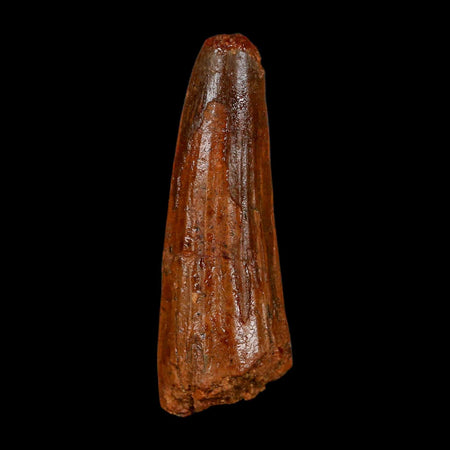 1.9" Spinosaurus Fossil Tooth 100 Million Years Old Cretaceous Dinosaur COA Stand
